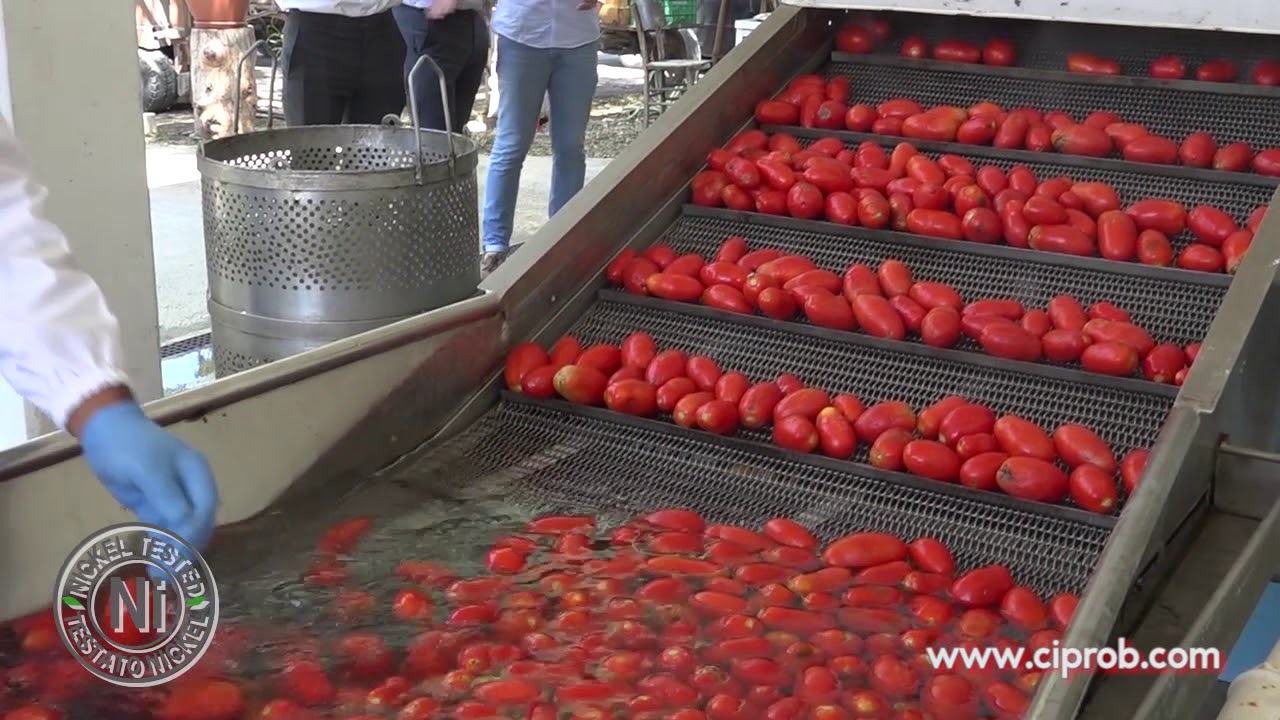 Ciprob: le fasi della lavorazione dei pomodori Nichel Free - Raccolta e lavaggio
