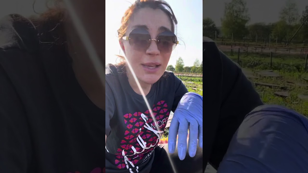 Разведение улитки. Сбор маточного стада улитки Максима. 4 сентября 2023 г.