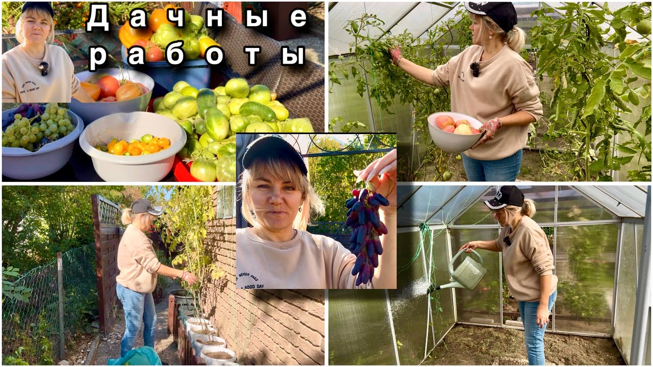 Мой Способ Выращивания Винограда / Сбор Урожая /  Сезонные Дачные Работы
