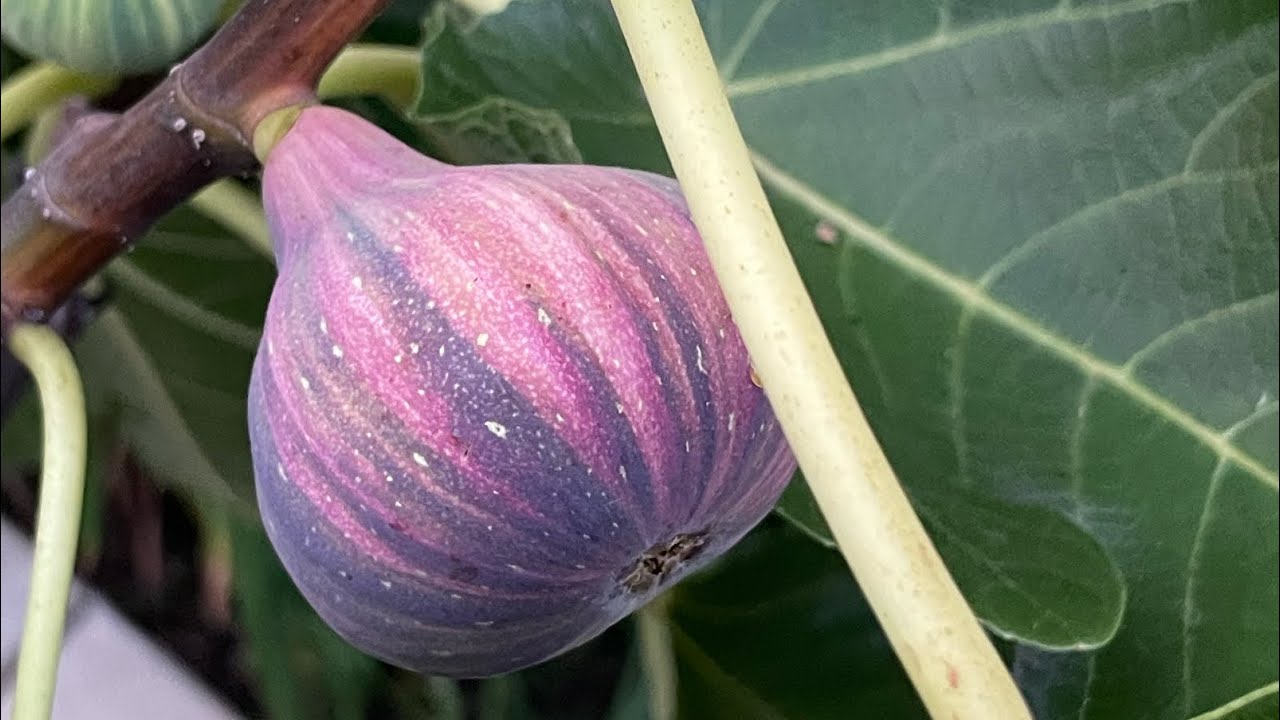 Fig Showcase: The Bordissot Negra Rimada