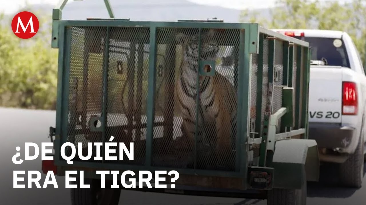 Así fue capturado Dubái, tigre que causó alarma en Salinas Victoria, Nuevo León