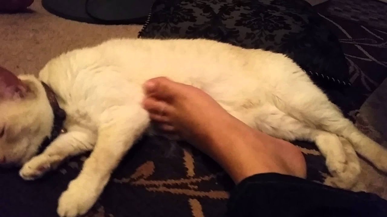 Spoiled cat tummy scratch
