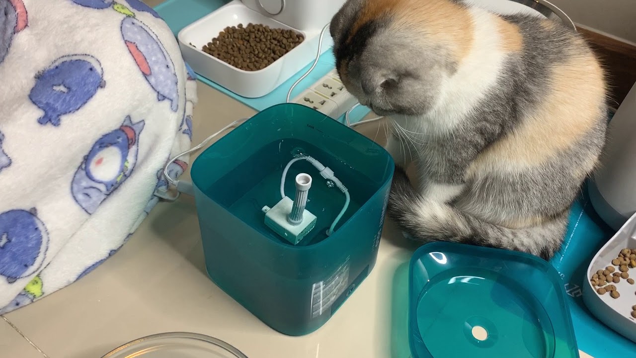 PETKIT Eversweet SoLo ประกอบน้ำพุแมวกัน