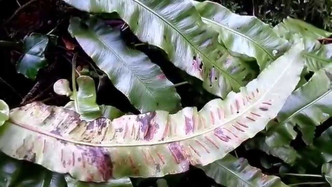 Hart's Tongue (Aspenium scolopendrium) Ferns, Lynn Glen