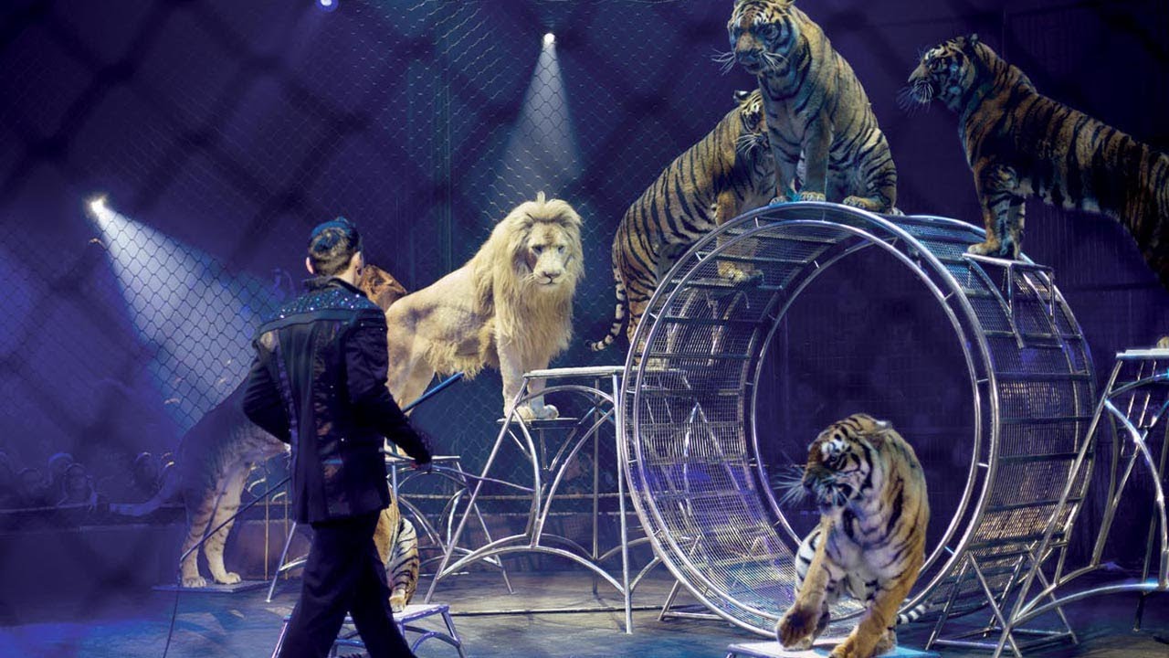 Ein besonderes Jubiläum – Circus Probst gastiert in Zwickau