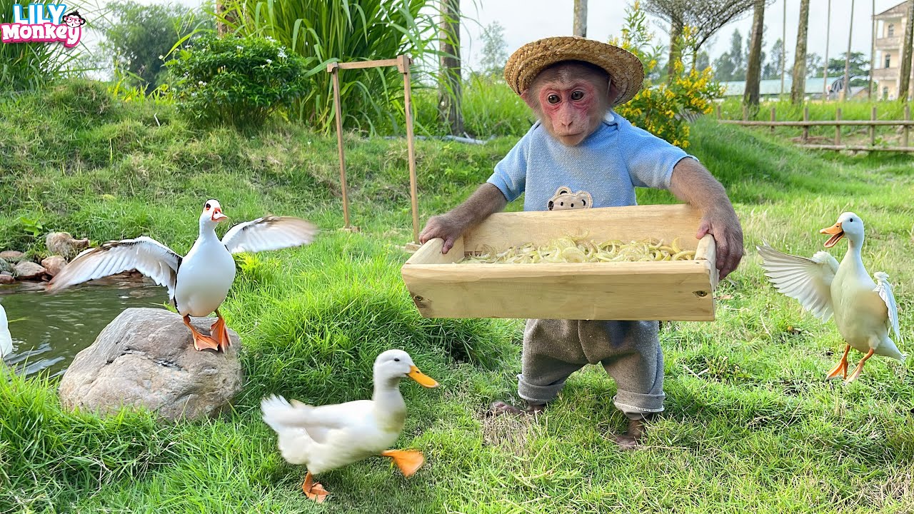 Lily obediently takes care of the ducks while dad is away | Lily's story