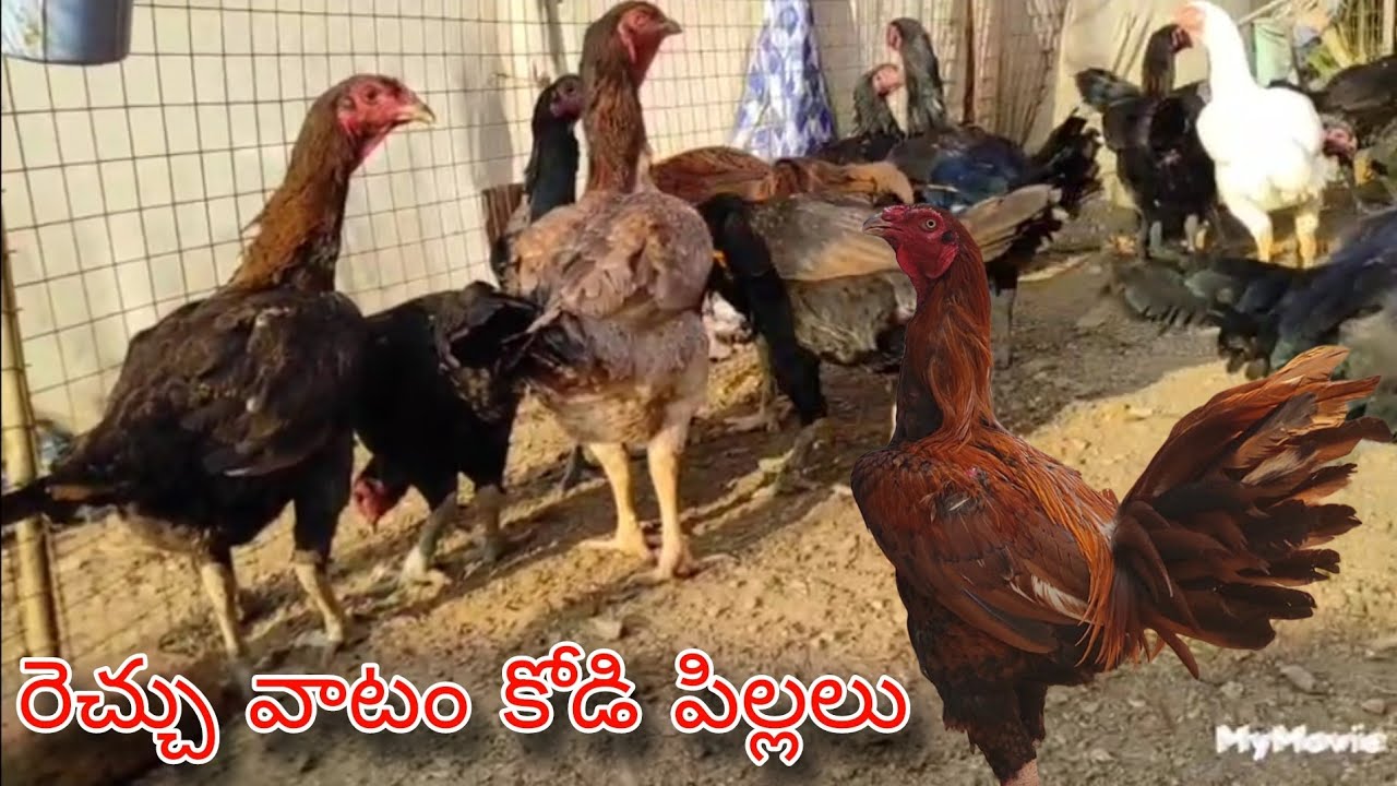 #KVR BREEDES#8686801316#peru cross chicks#chicks#patta punju#birds#chicken#viral video 