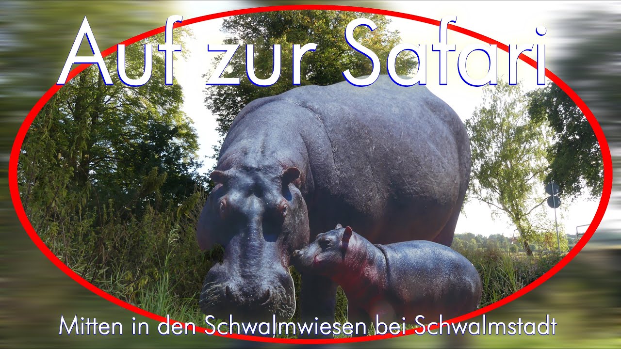 Safari - etwas anders - Mitten in den Schwalmwiesen bei Schwalmstadt