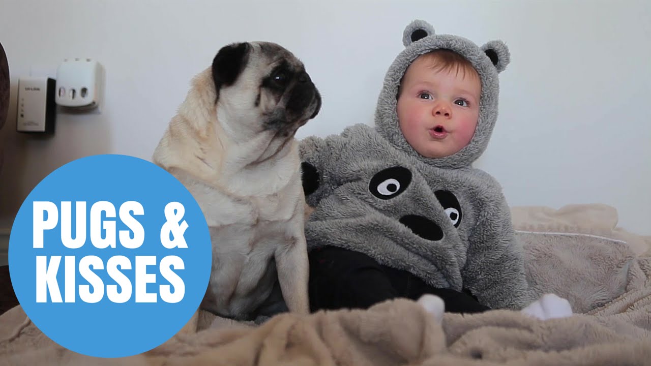 Adorable baby cuddling pugs becomes Insta-famous