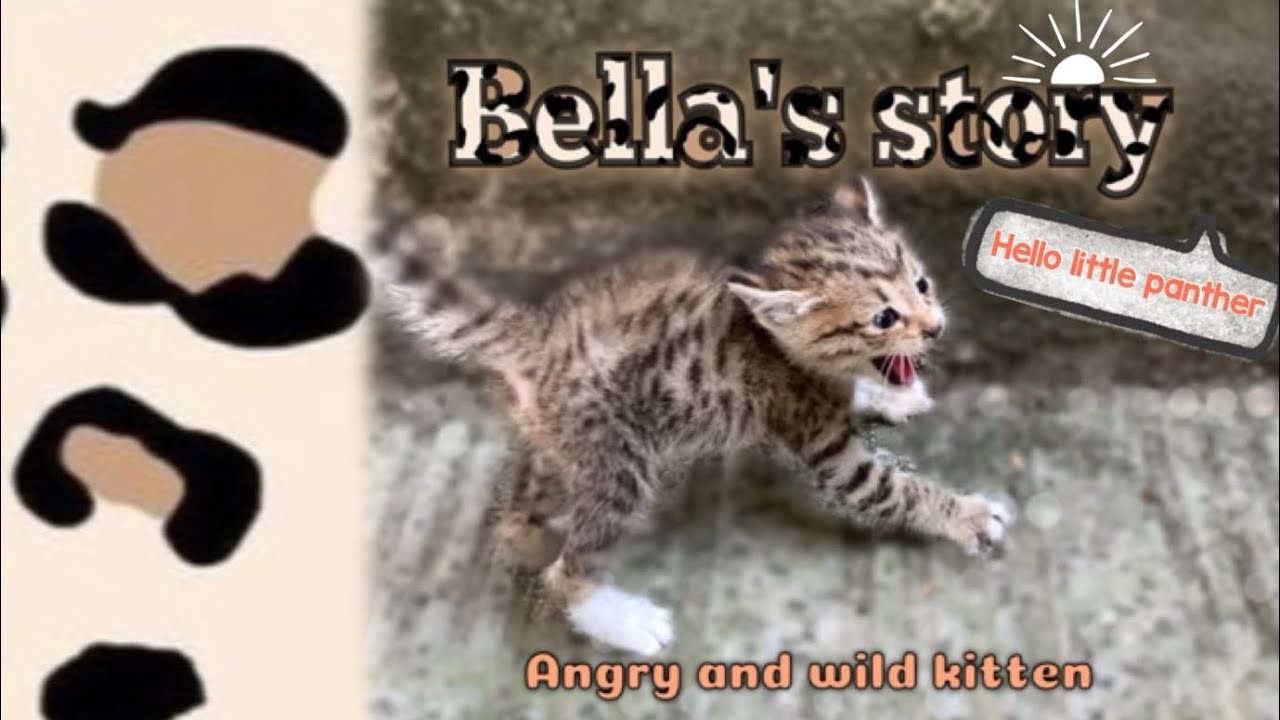 Bella’s story1🐱(this story will be continue)All animals are angels​⁠@stampycat @ChefCatChangAn666
