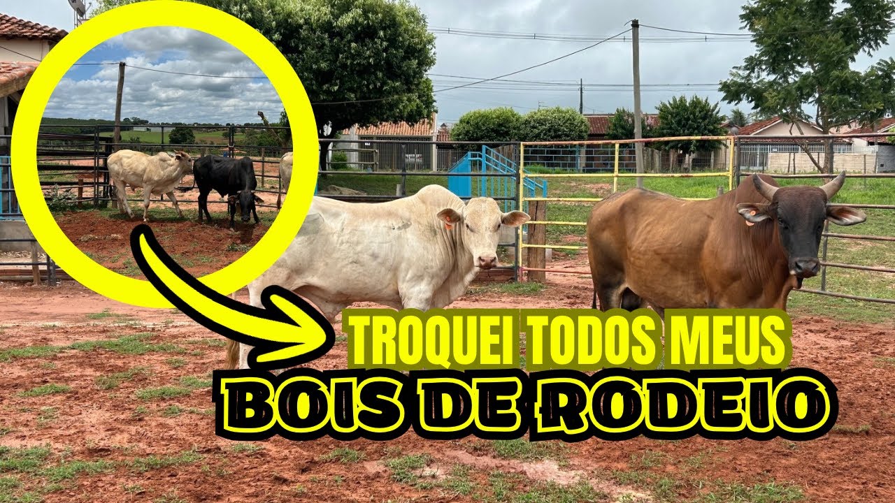 VOU TRAZER BOIADA NOVA PARA O CANAL #vidarústica