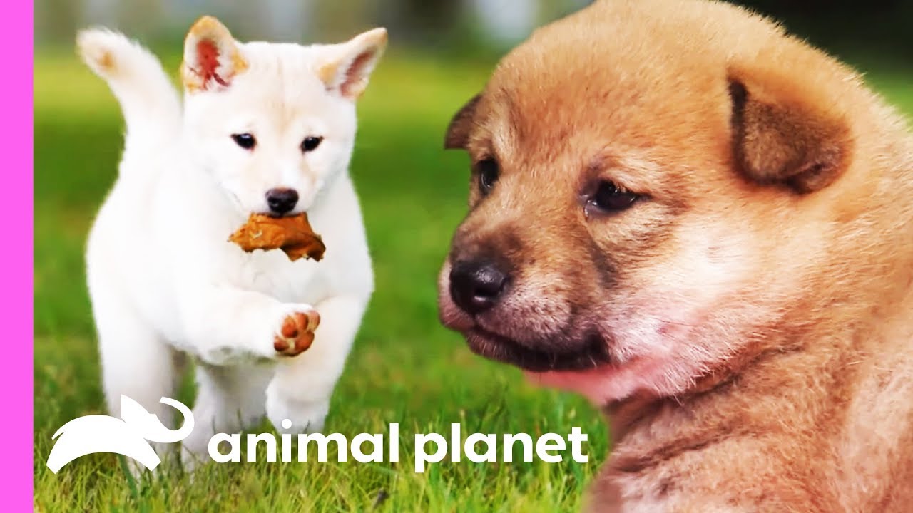 Mischievous Shiba Inu Pup Gets Her Sisters In On The Fun! | Too Cute!