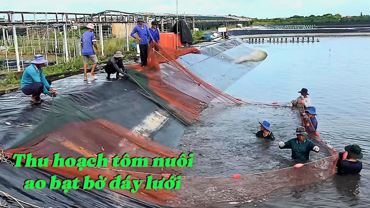 Thu hoạch tôm nuôi ao bạt bờ đáy lưới