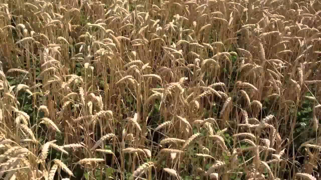 Looking at under-sown clover in organic winter wheat