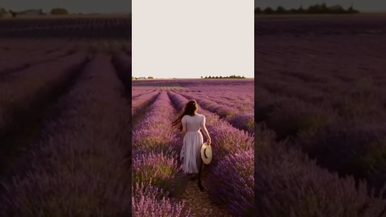 Lavender field 💜