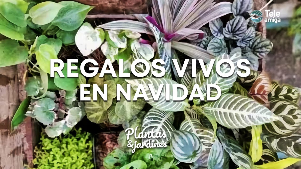 REGALOS VIVOS PARA NAVIDAD - Plantas y Jardines en Teleamiga