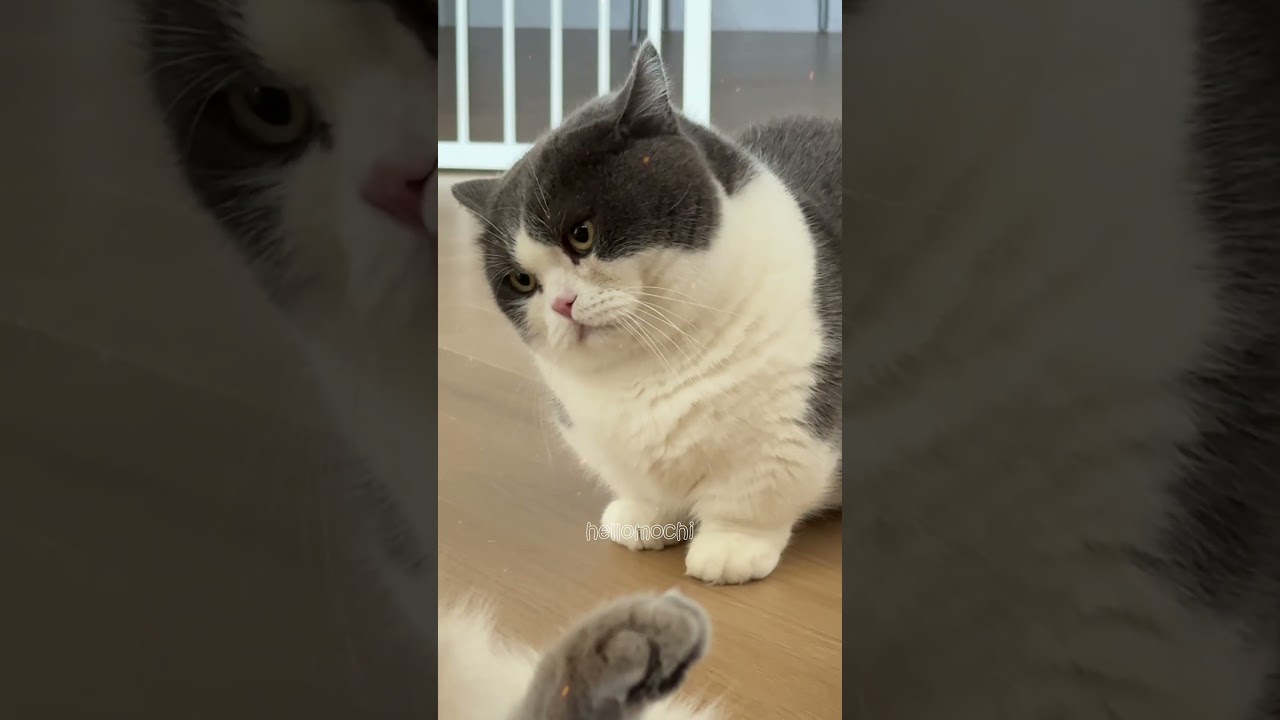 Crazy cat extremely amusing💕 Verr&uuml;ckte Katze extrem am&uuml;sant💕#hellomochi #katze #K&auml;tzchen