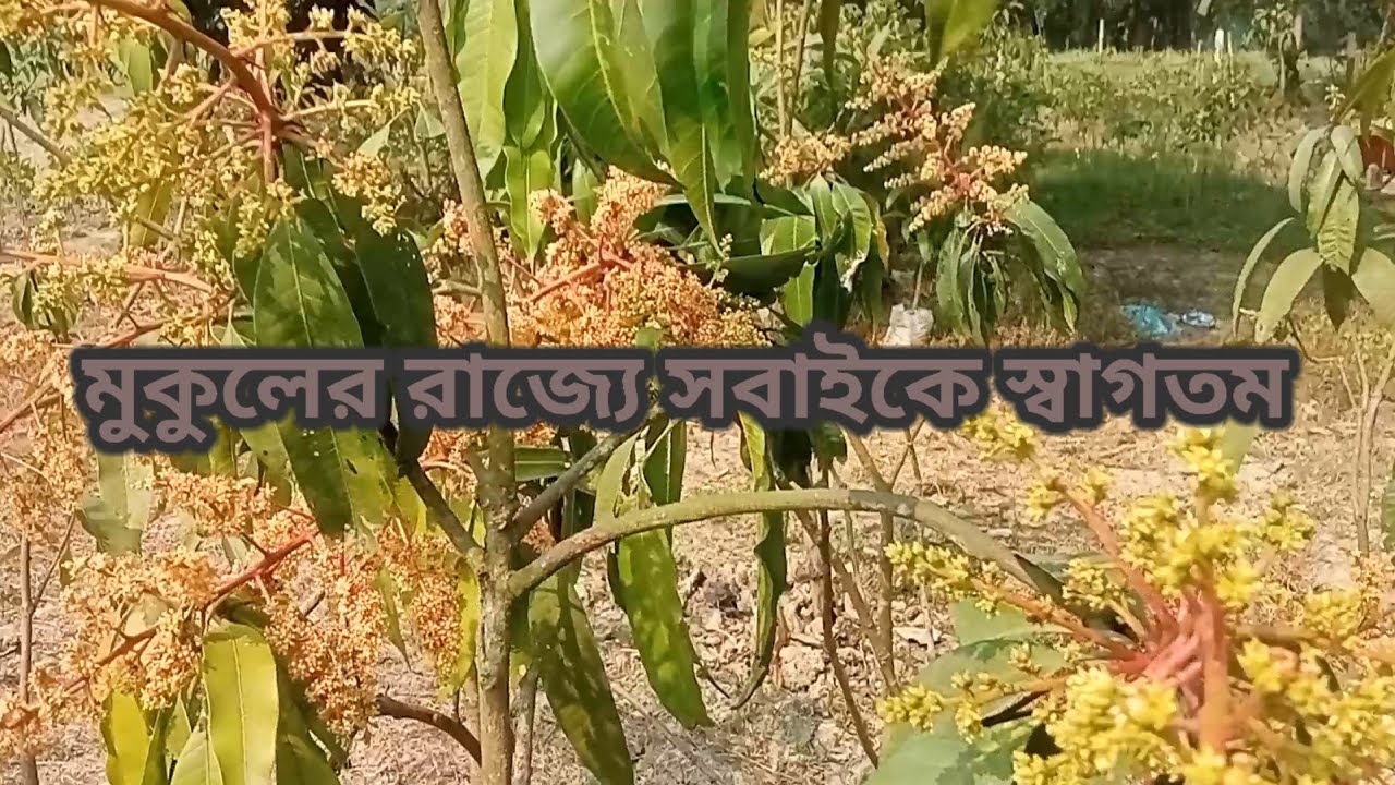 ২২ প্রজাতির মুকুলের রাজ্যে সবাইকে স্বাগতম 