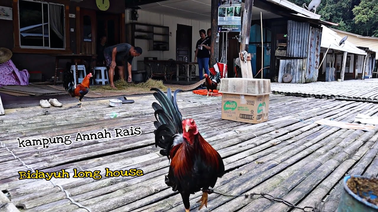 RUMAH PANJANG BIDAYUH DI KAMPUNG ANNAH RAIS SARAWAK // JAMBATAN GANTUNG PENGHUBUNG KE GIAM //