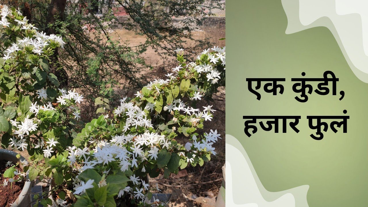  कुंदा झाडाचा संपूर्ण प्रवास | आधीचे सर्व व्हिडिओ एका ठिकाणी! | लिंक डिस्क्रिप्शनमध्ये 👇