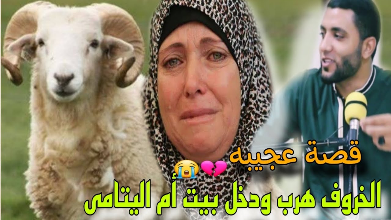 قصة عجيبة عن الرزق👈الخروف هرب من صاحبه ودخل بيت اليتامي🤔أعجب قصة عن جبر الخواطر للشيخ محمد صبره