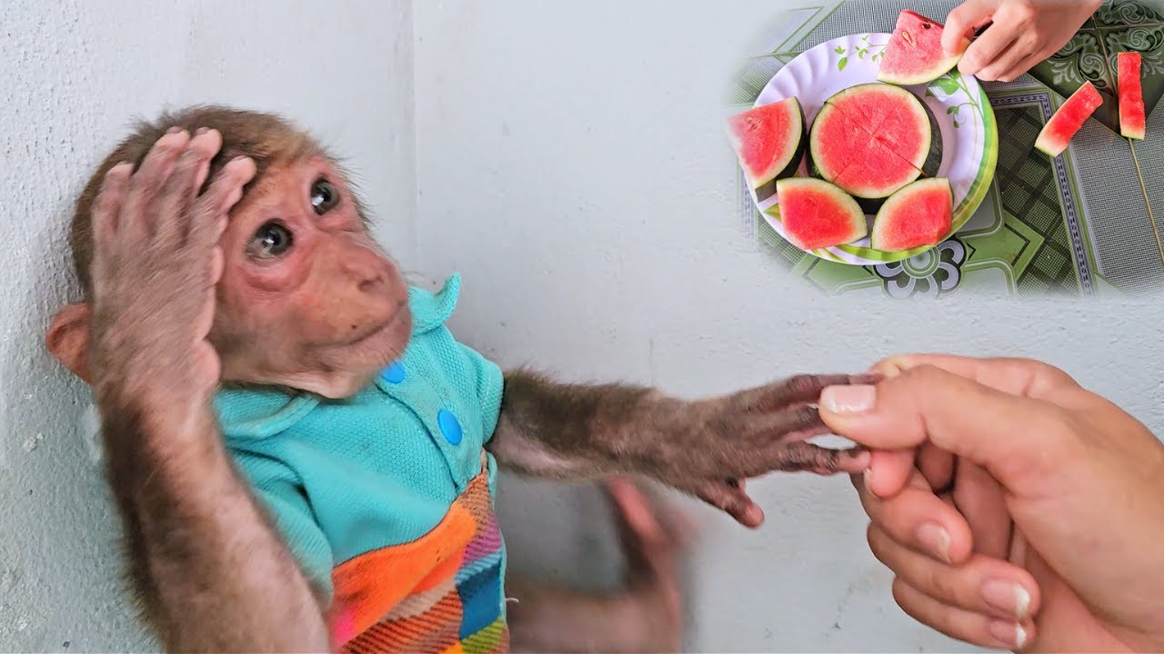 Super Adorable! SU's Funny Meltdown Over Stolen Watermelon!