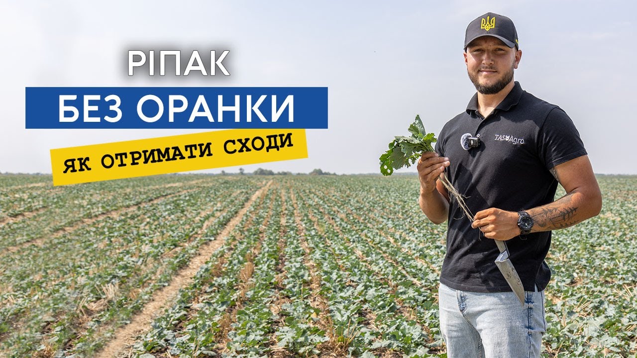 Без оранки. Отримуємо дружні сходи ріпаку від 85% висіяної норми — навіть без дощу!