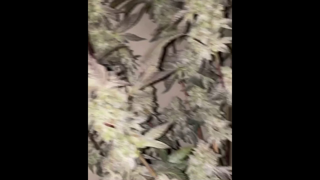 HLG SCORPION RUN / GGSC DONG LIKE 4-6 OZ A PLANT 3 LIGHTS 15 PLANTS