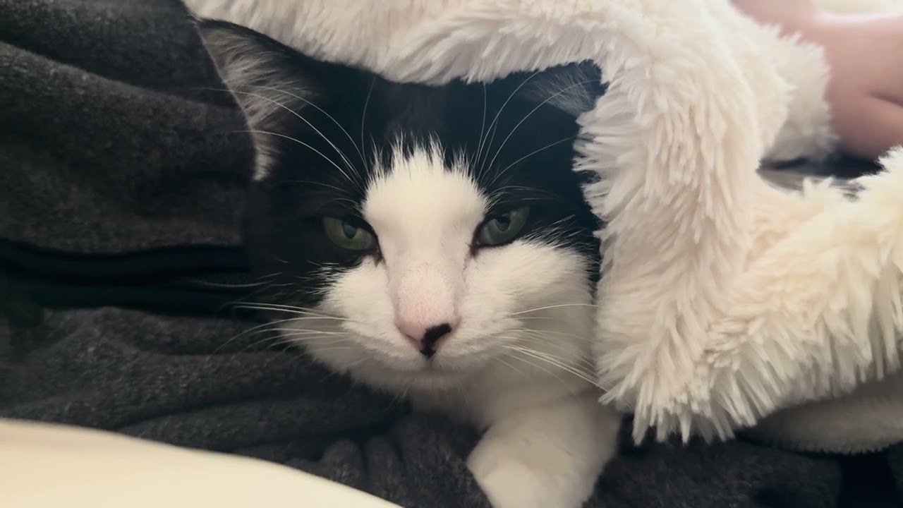 最近毎日ここで寝てます