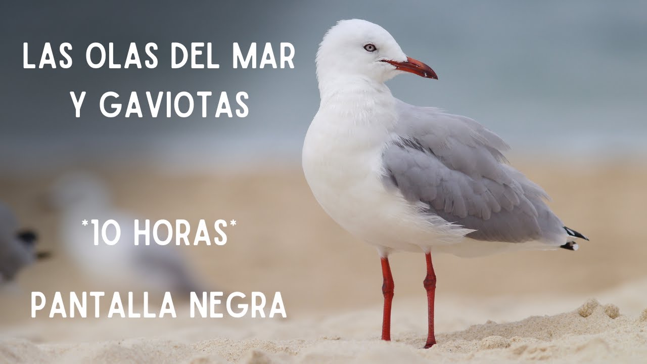 Las Olas del Mar y Gaviotas para Dormir. Pantalla Negra