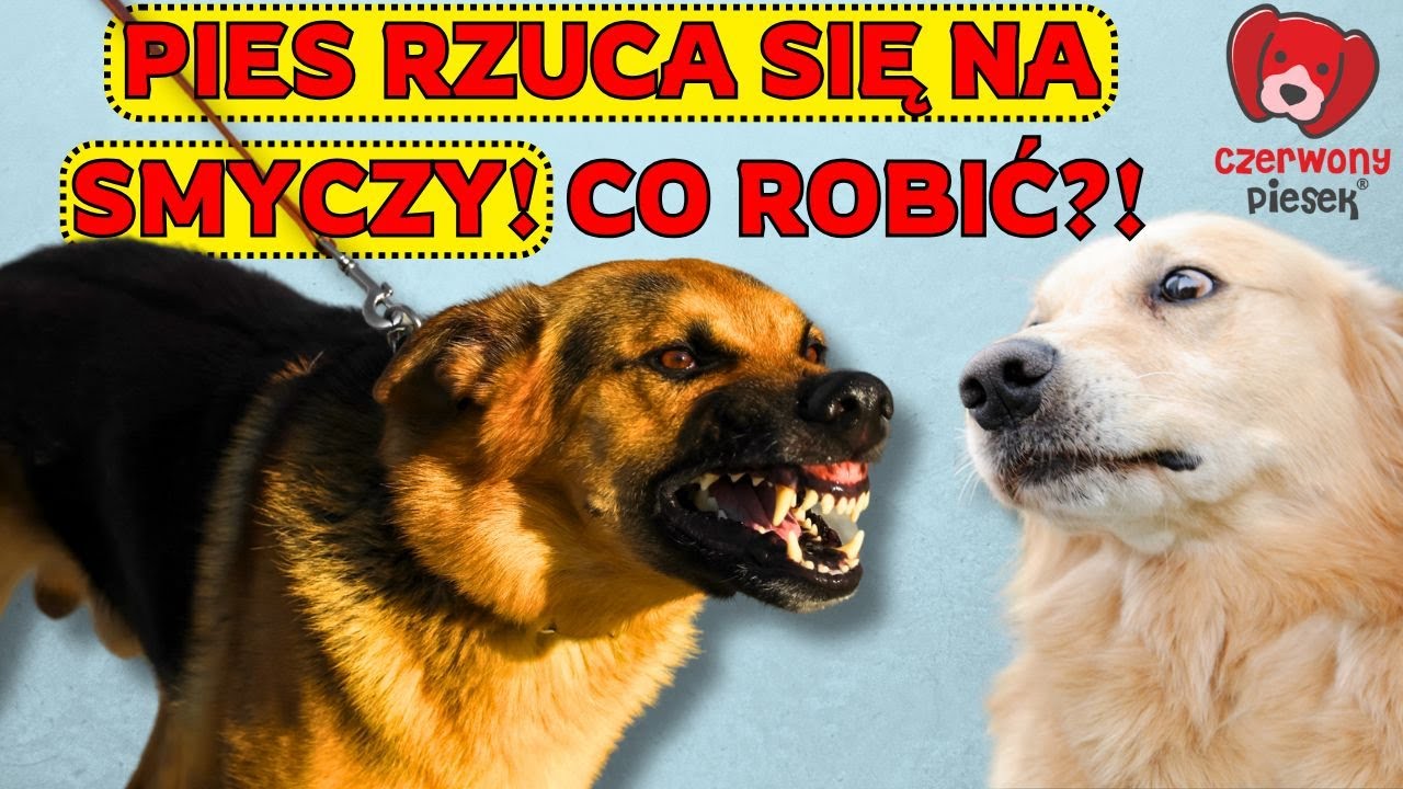 Co zrobić, gdy pies na smyczy jest agresywny - rzuca się, szczeka, warczy? Agresja smyczowa