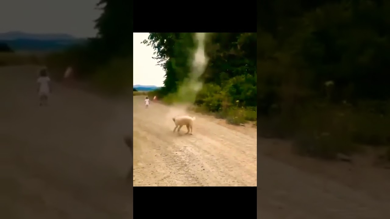 Dog stops formation of big tornado