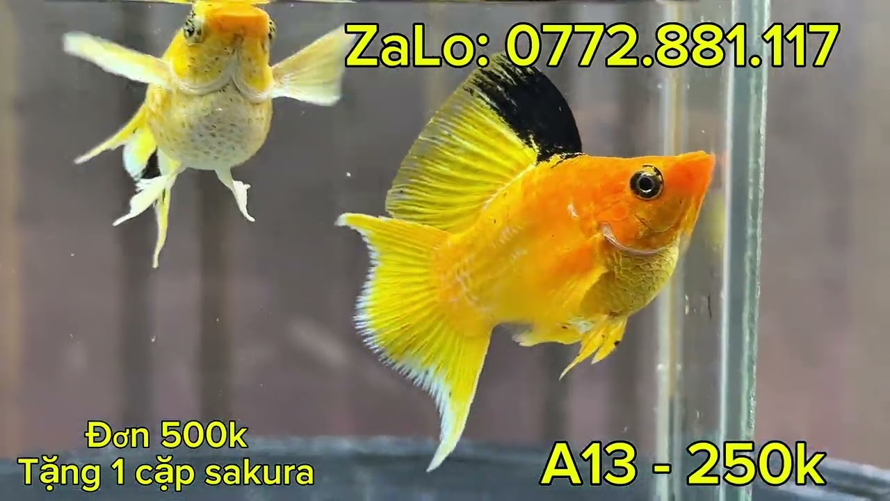 Đợt cá Molly đẹp, Tiger, ngựa gold, Platinum, ngựa trắng mắt xanh  - Betta Việt Nam - 0947270772