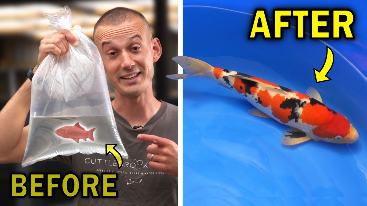 Can We Breed the World’s Most Expensive Koi Fish? (Documentary)