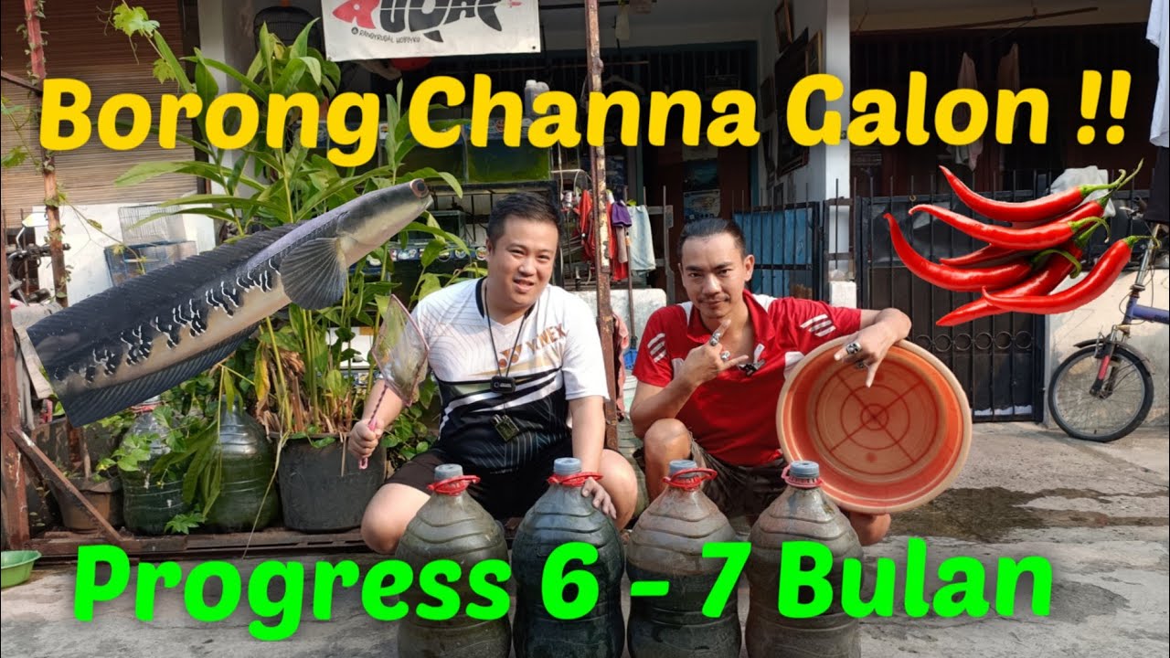 Borong ‼️ Channa Maru Yellow Riau Penghuni Galon Ijo 😁🙏 ... With @randyrudal 😍👍