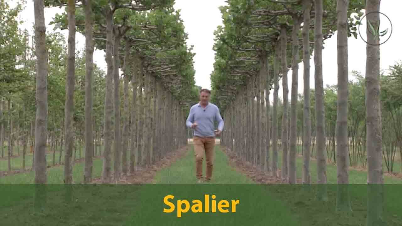 Spalierbäume als Blickfänger in Ihrem Garten