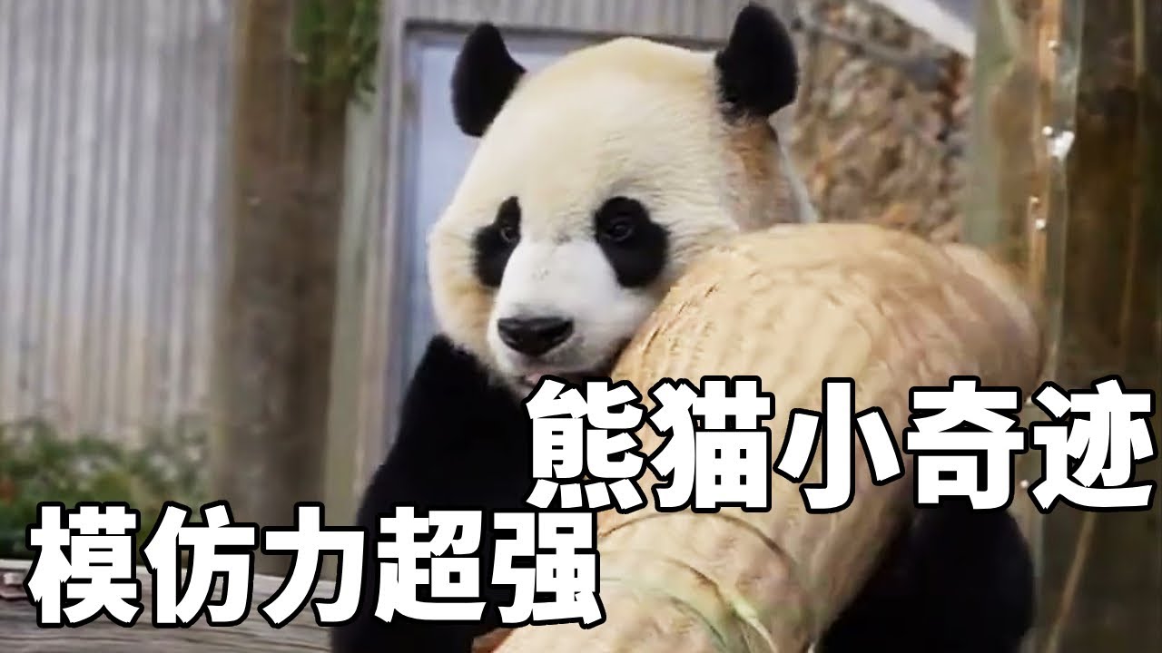 小奇迹：熊猫界的模仿天花板，扛木头摔竹子每一个动作都精准【你好大熊猫】#大熊猫 #来这吸熊猫 【你好大熊猫】#大熊猫 #panda #熊日常 #福宝