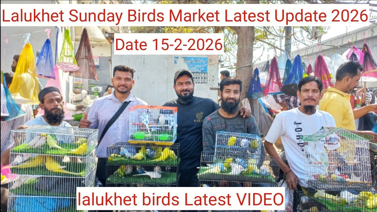 LALUKHET SUNDAY BIRDS MARKET LATEST UPDATE DATE JAALRATE UPDATE 15-2-2026#birdsvideo#lalukhetmarket 