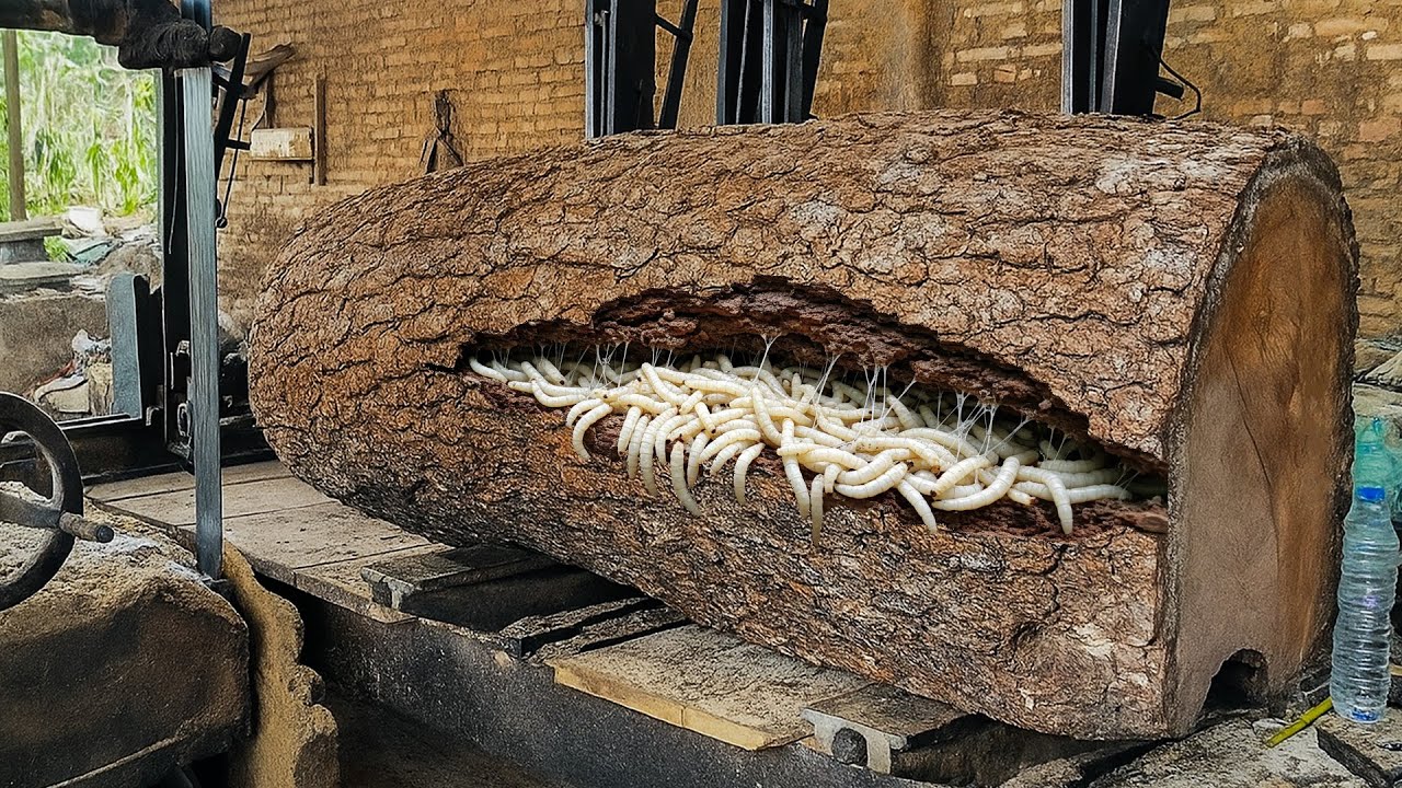 Woodworkers’ Struggle Splitting Giant Logs into Rectangular Beams Without Modern Machines
