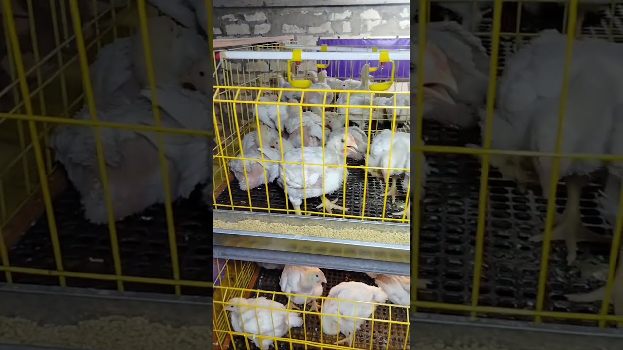 مفيش نجاح من غير ثمن.. لازم تشتغل على نفسك 