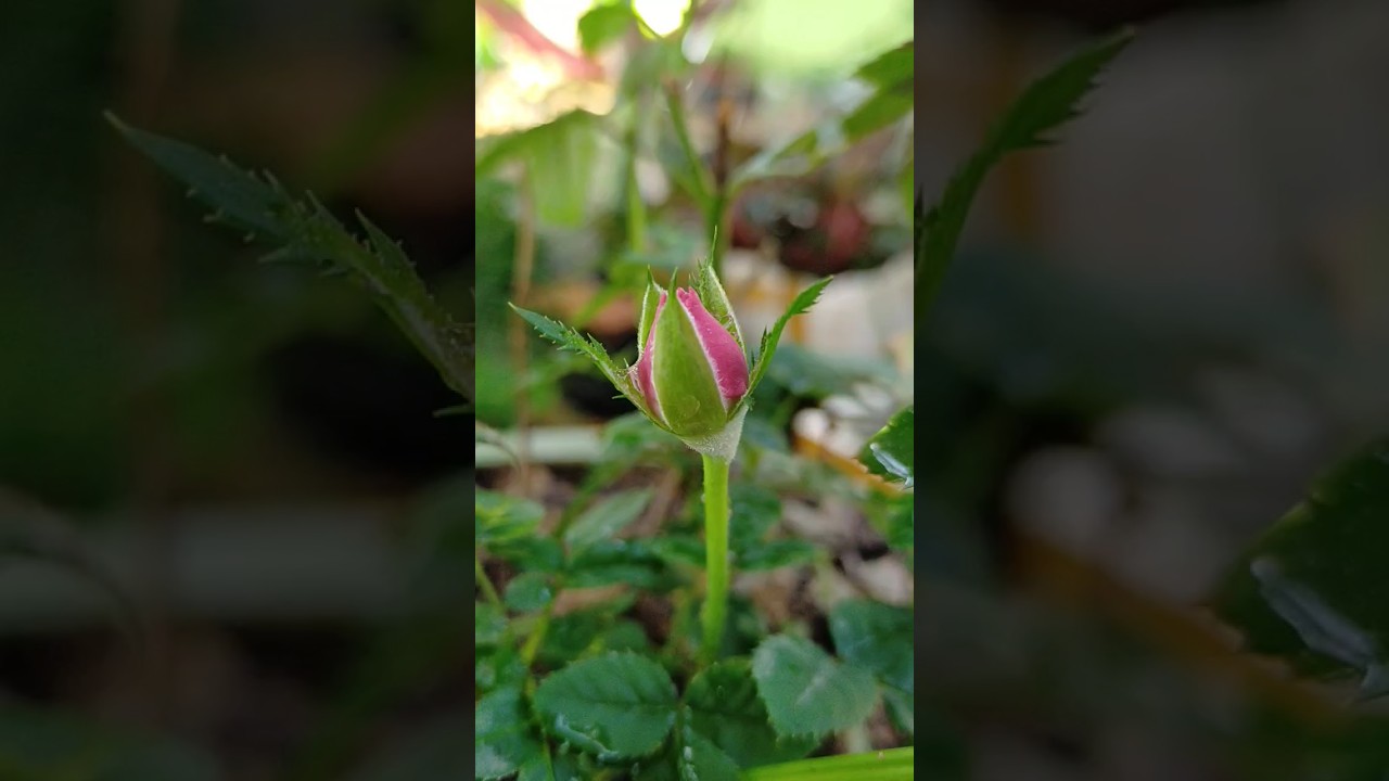 🌹❤️ #tinyfarm #subscribe #shorts