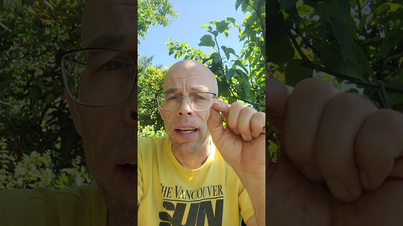 Ever heard of a Grass Carrying Wasp?