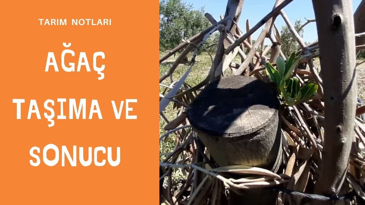 AĞAÇ TAŞIMA  NASIL YAPILIR VE SONUCU ; ZEYTİN YETİŞTİRİCİLİĞİ