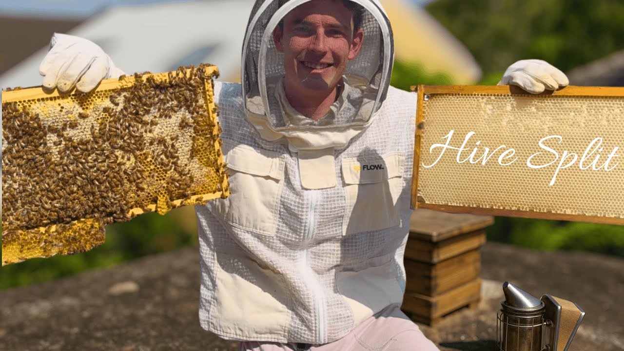 Beehive Split | How to Split a Beehive Step-by-Step (Spring 2025)