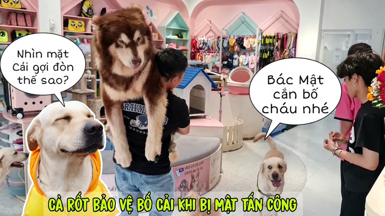 Đại chiến đổ máu Củ Cải và Mật Pet - Thấy bố Cải bị đánh, Cà Rốt liền lao vào bảo vệ