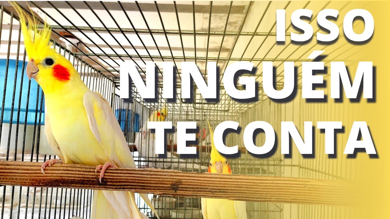 COMO INICIAR UMA CRIAÇÃO DE CALOPSITAS