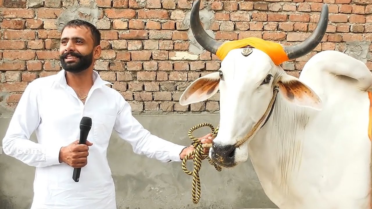 ਸੇਹ ਵਾਲਾ ਬਲ਼ਦ | SEMA HIYALA | Top Ox Player in Punjab ਬਲਦਾਂ ਦੇ ਸ਼ੌਂਕੀ 2021