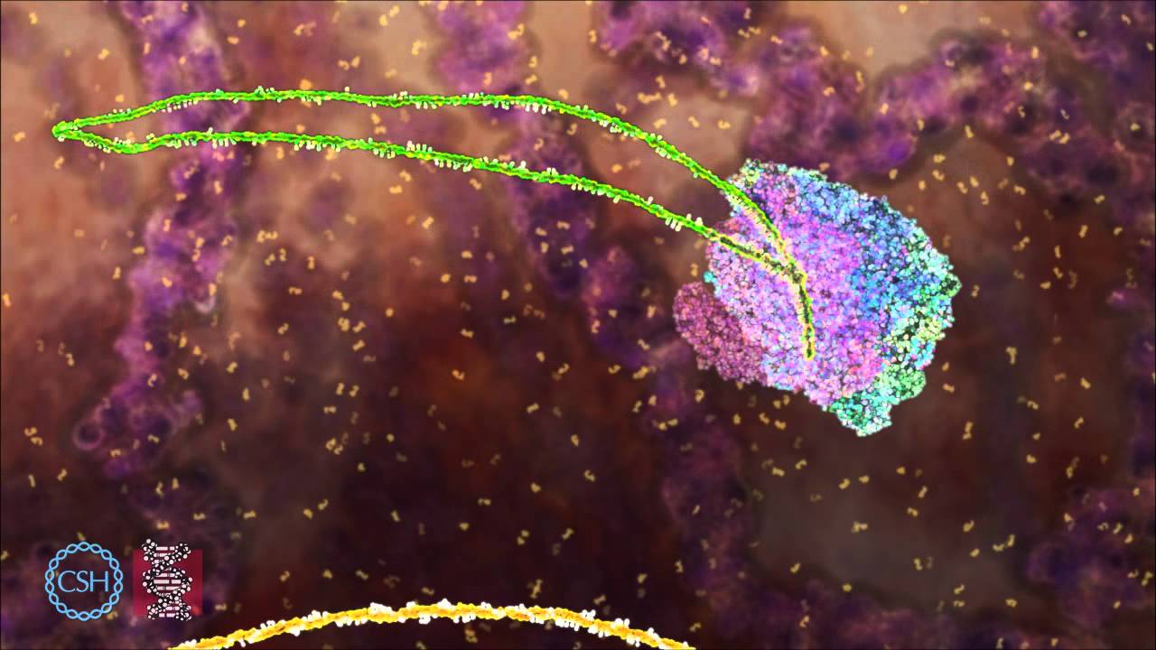 RNA Splicing