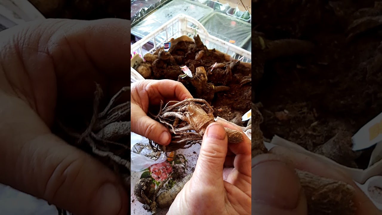 (5)Черенкование георгин, деление кустов георгин на делёнки