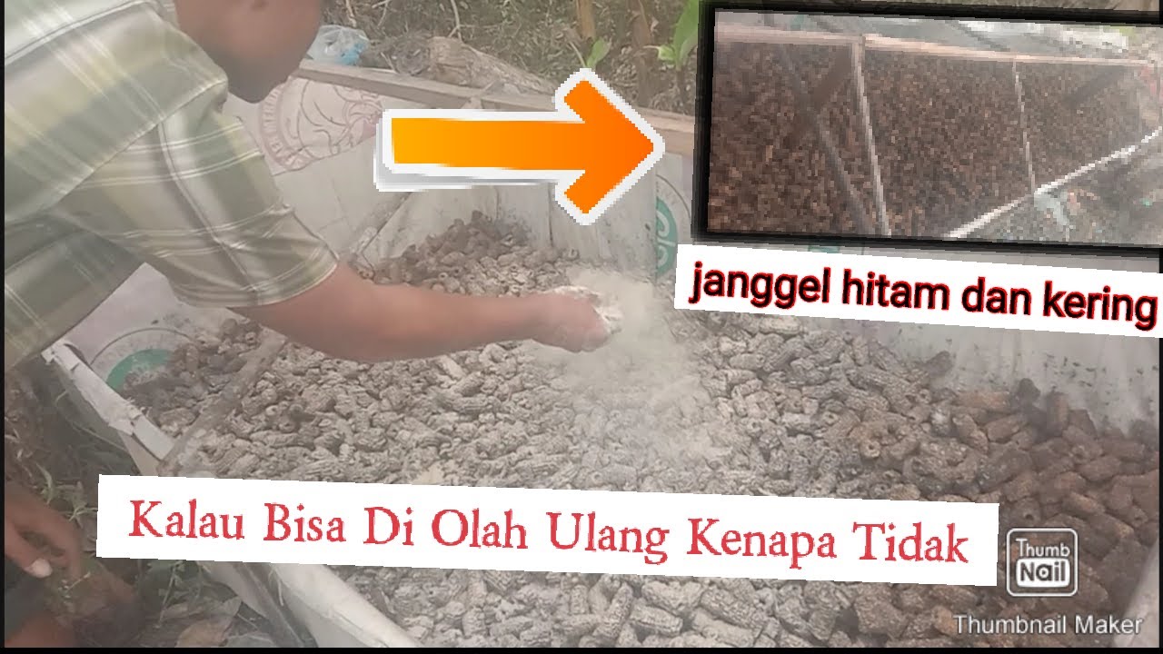 CARA MENDAUR ULANG JANGGEL JAGUNG YANG SUDAH TIDAK DI TUMBUHI JAMUR | PETANI JAMUR